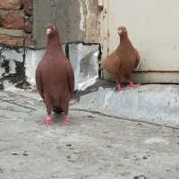 جفت درجه یک بدون حرف