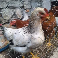 خروس