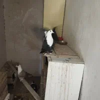 کلاغ کربلایی
