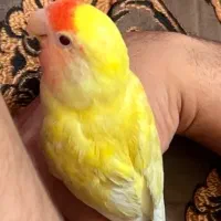 گمشده