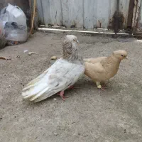 هفرنگ دمسفید جفت باجوجه