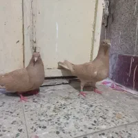 کبوتر