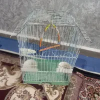 قفس