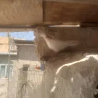 جوجه پرشی
