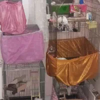 قبول واگذاری هر نوع پرنده