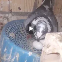 کفتر گراف ابلغ آلمانی جفتگاه