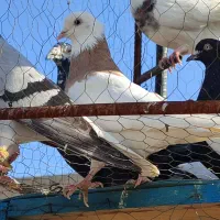 کبوتر