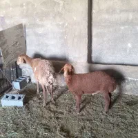 میش بره دار بره نر
