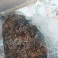 کشمش ضایعات