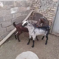 فروش گوسفند