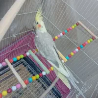 عروس هلندی مولد