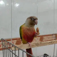 طوطی گرینچیگ ماده