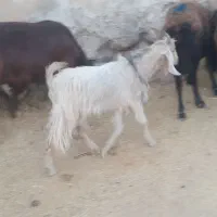 بزغاله نر چاق