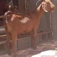 بز آبستن و شکالی ناب