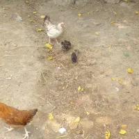 مرغ جوجه دار
