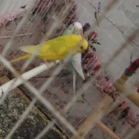مرغ عشق
