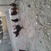 روعدد مرغ تخمی