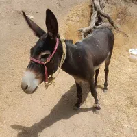 الاغ نر