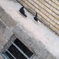 کبوتر شهری