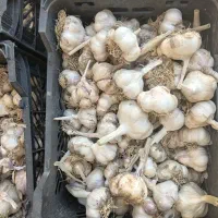 سیر محلی درشت کیلویی۲۰۰