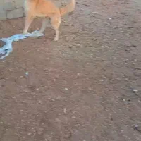 نر14ماه همه چی تموم معاوضه با کفتر
