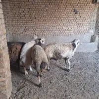 قوچ بذری