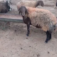 قوچ چهار دندون همو