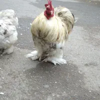 مرغ خروس کوشین اصل