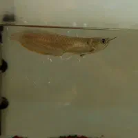 اروانا سیلور گرید بالا