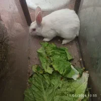 خرگوش نر سرحال