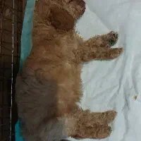 فروش توی پودل