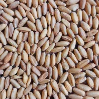 گندم سرداری
