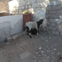 اهواز کوت عبدالله
