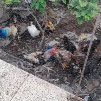 مرغ وخروس محلی