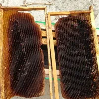 پوکه زنبور عسل