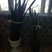 گل سانسوریا