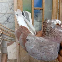 کبوتر کاکلی سروکله دار قیمت عشق بازی