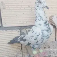 سلام کفتر بوم بضمامت
