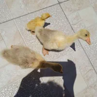 جوجه قوغاز سالم سالم