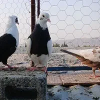 ۸ تا بهبهونی ۸ تا تهرونی (فسا)