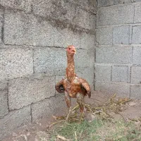 خروس ومرغ لاری
