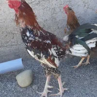 خروس لاری دورگه
