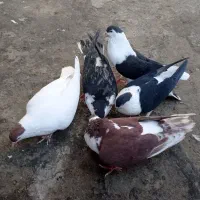 رنگه