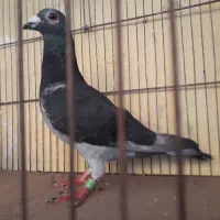 چاپی نر۲۰۲۳|پرنده|مسجد سلیمان, |دیوار