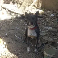 سگ گرگی