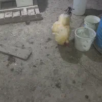 خروس برهما