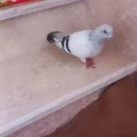 شامی نر|پرنده|میاندوآب, |دیوار