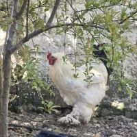 خروس برهما ( امپراطور )