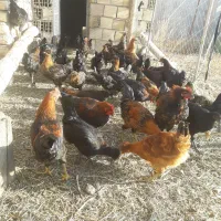 جوجه خروس محلی