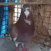 کفتر